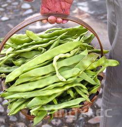 豆角焖面用什么豆，豆角焖面用什么面条