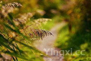 干黄花菜怎么做好吃，干黄花菜怎么泡发多长时间